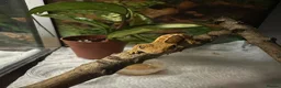 Gecko reptiles for sale: Baby Crested Geckos   - Advert 5