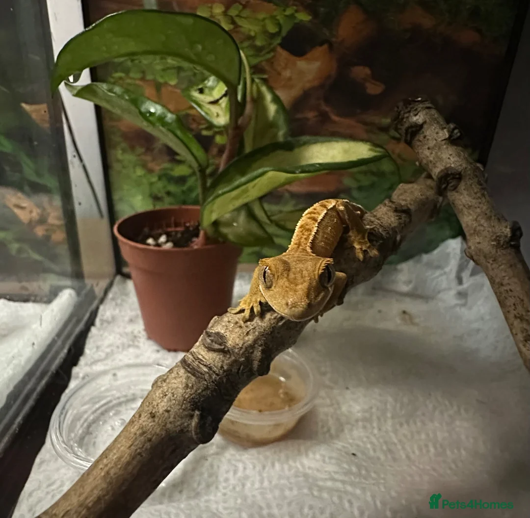 Gecko reptiles for sale: Baby Crested Geckos   - Advert 5