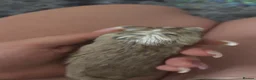 Gerbil rodents for sale: Gerbils  in Wrexham - Advert 2