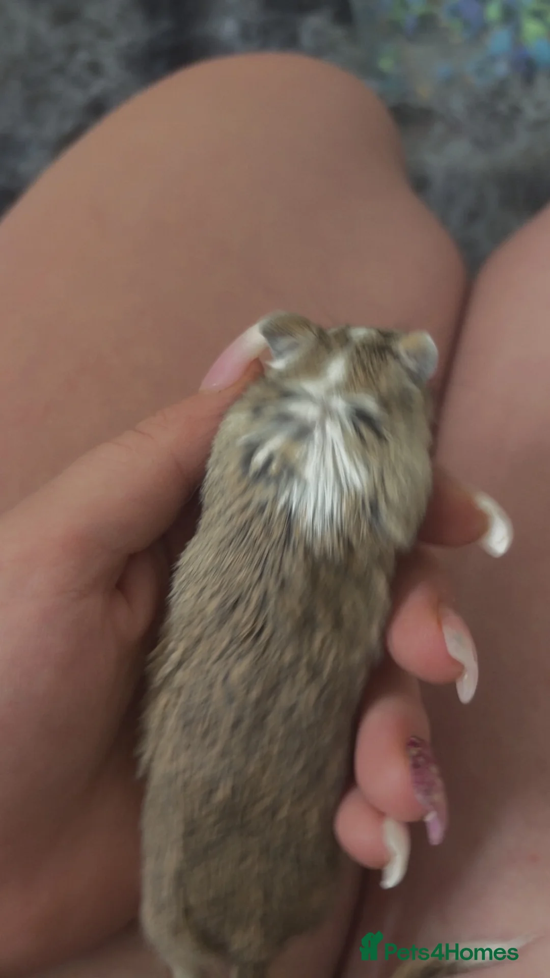 Gerbil rodents for sale: Gerbils  in Wrexham - Advert 2