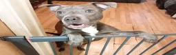 American Bully dogs for sale: Blue nose pocket bully in Alfreton - Advert 2