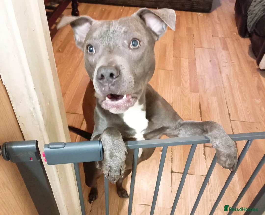 American Bully dogs for sale: Blue nose pocket bully in Alfreton - Advert 2