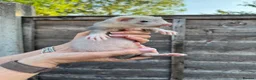 Ferret rodents for sale: Ferret kits  - Advert 3