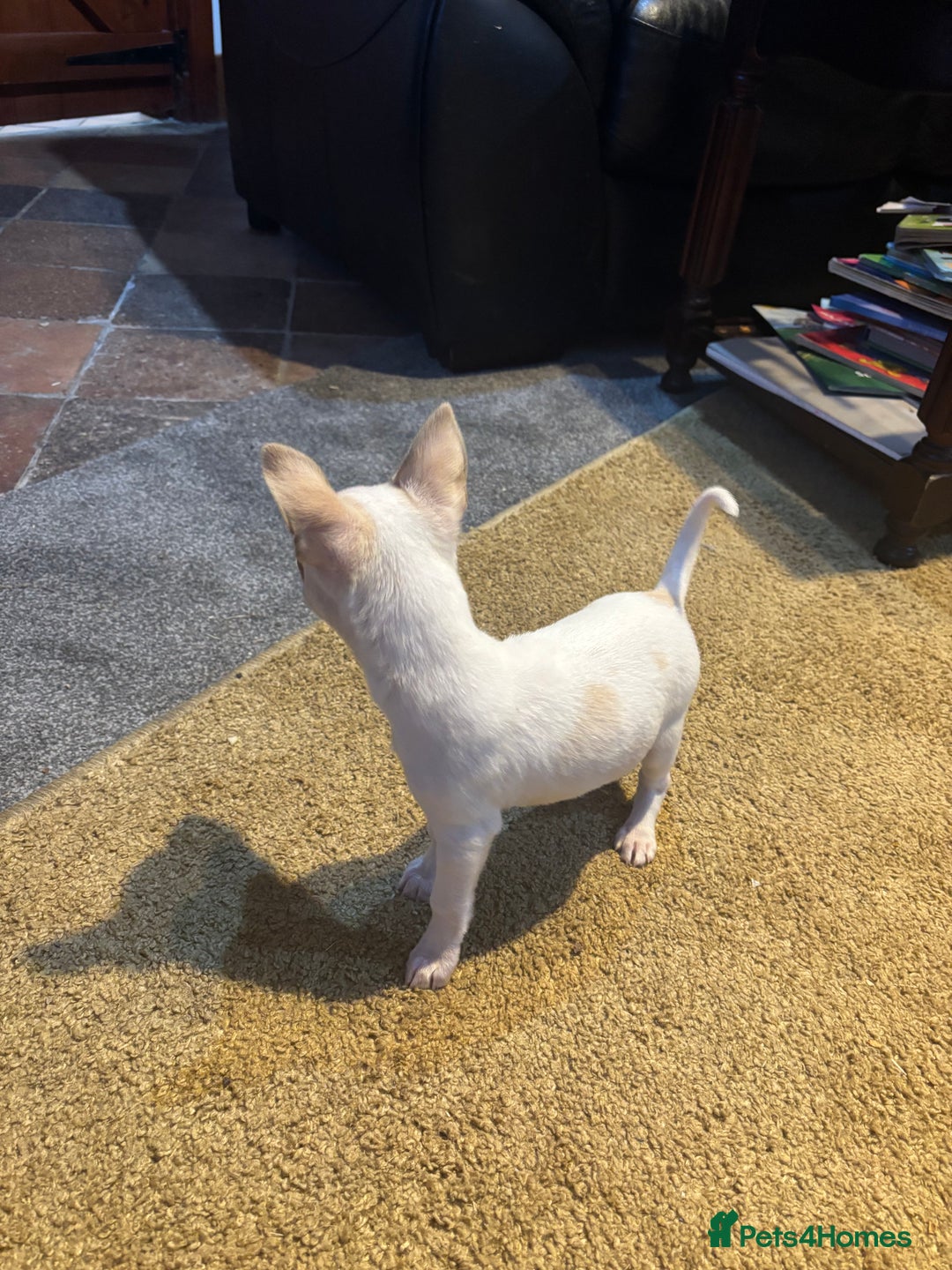 Mixed Breed dogs for sale: Adorable Jack Russel x Chihuahua puppies  - Advert 23