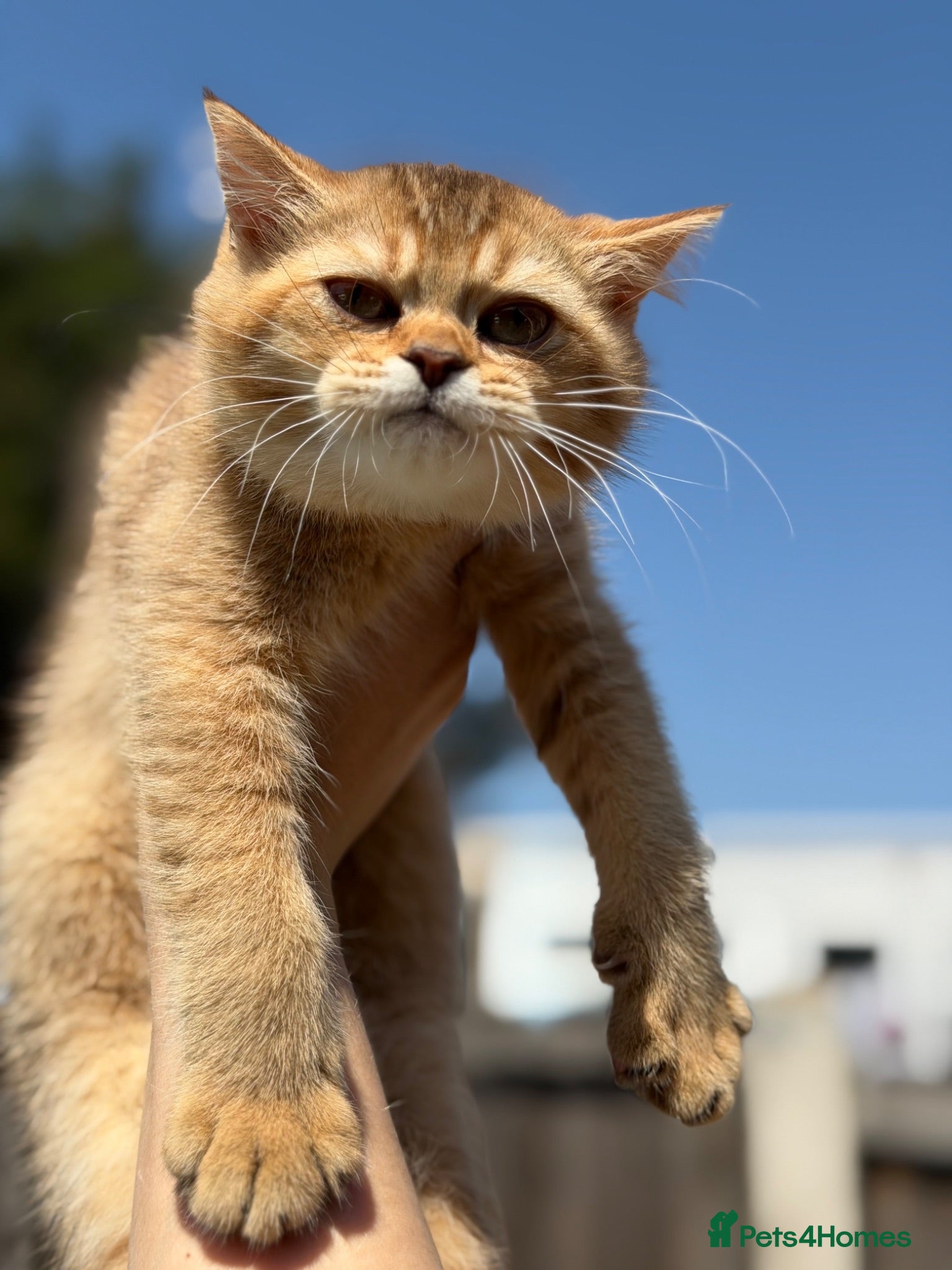 British Shorthair cats 💛 Beautiful Teddy Bear British Shorthair Girl 💛 - Advert 1