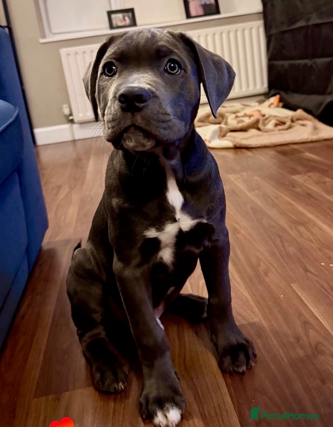 Cane Corso dogs Cane Corso Puppy - Advert 10