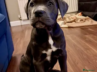 Cane Corso dogs Cane Corso Puppy - Advert 1