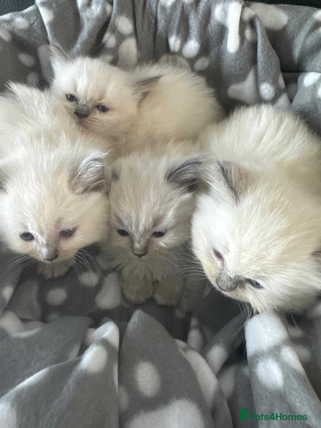 Ragdoll cats for sale: Beautiful Ragdoll kittens  - Image 6