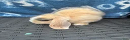 Mini Lop rabbits for sale: Ready to leave 8 week old baby mini lops in Frome - Advert 15