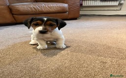 Mixed Breed dogs for sale: Beautiful beagle cross puppies - Image 2
