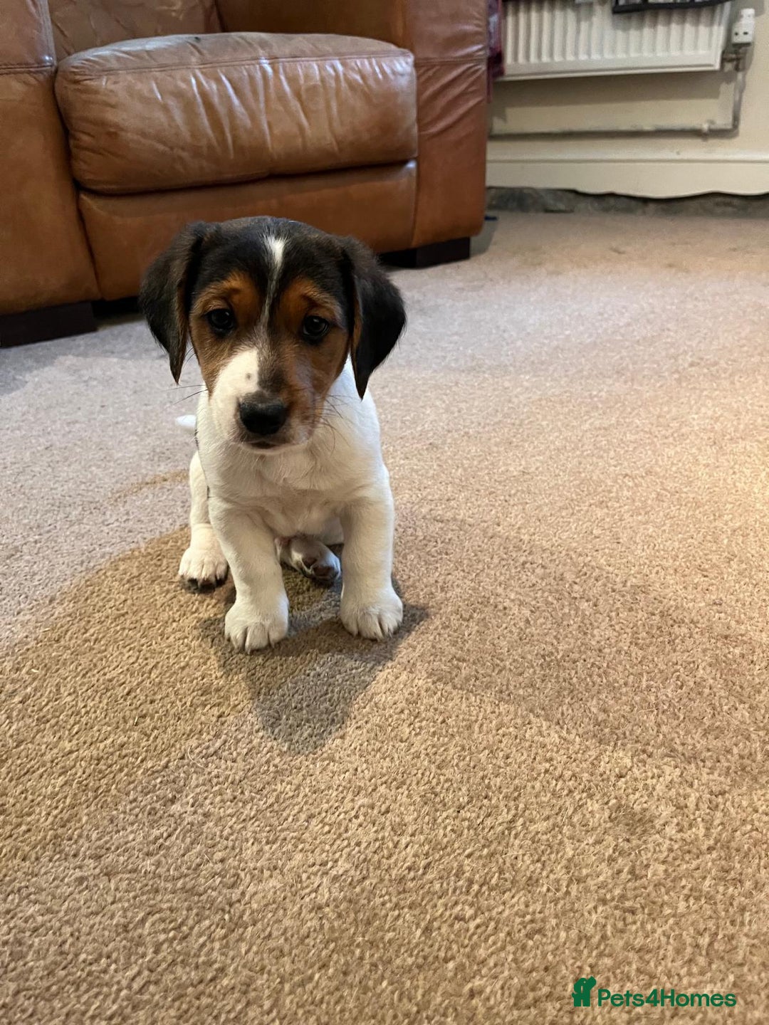 Mixed Breed dogs for sale: Beautiful beagle cross puppies - Image 2