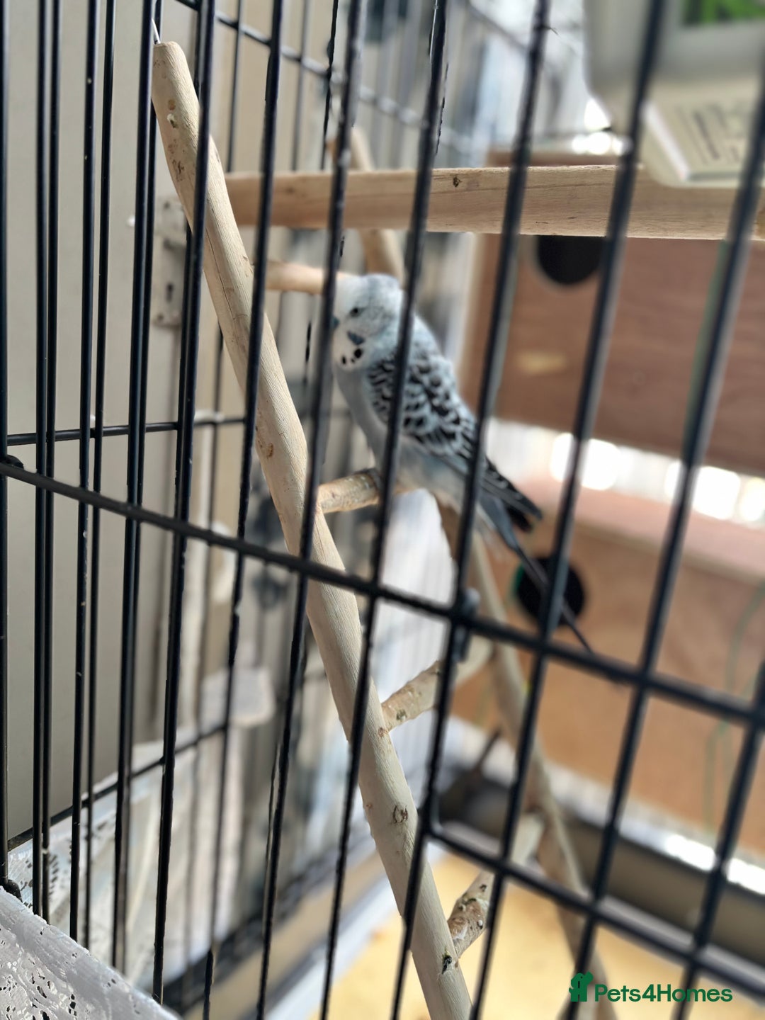 Budgerigars birds for sale: 4 Beautiful Budgies 2 Males 2 Females - Image 8