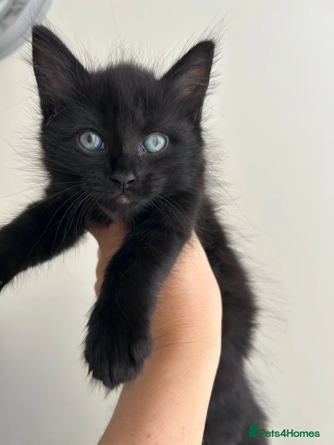 Mixed Breed cats for sale: Kittens  - Advert 2