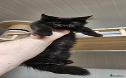Maine Coon cats for sale: Tica registered maine coon giants kittens £1300 - Image 18