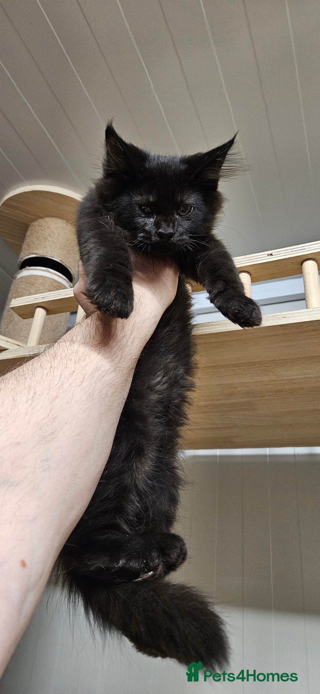 Maine Coon cats for sale: Tica registered maine coon giants kittens £1300 - Image 18