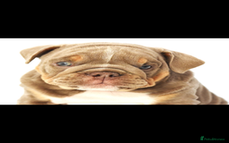 English Bulldog dogs for sale: English bulldogs - Image 6