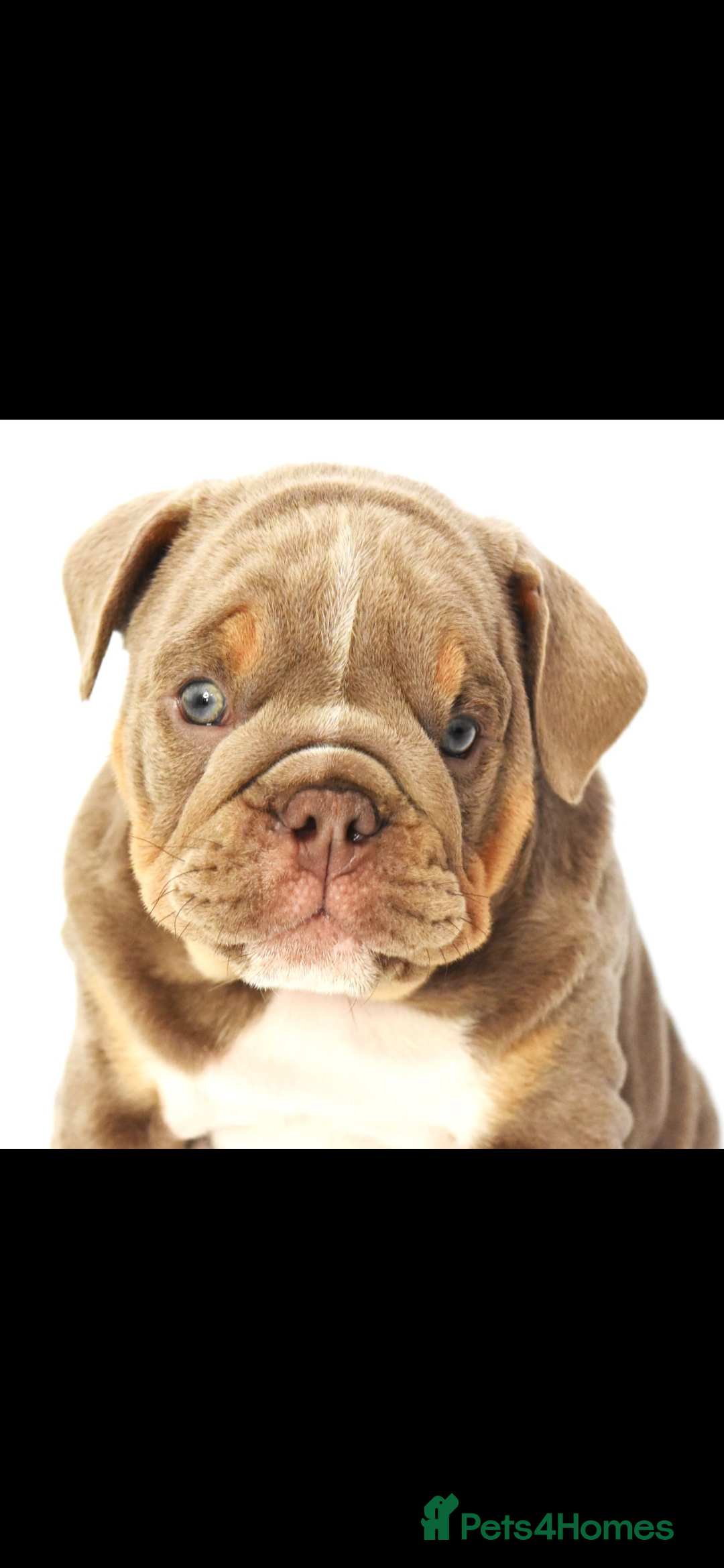 English Bulldog dogs for sale: English bulldogs - Image 6