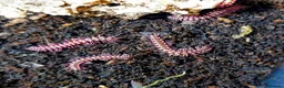 Millipedes invertebrates for sale: Pink Dragon Millipedes For Sale - Advert 2