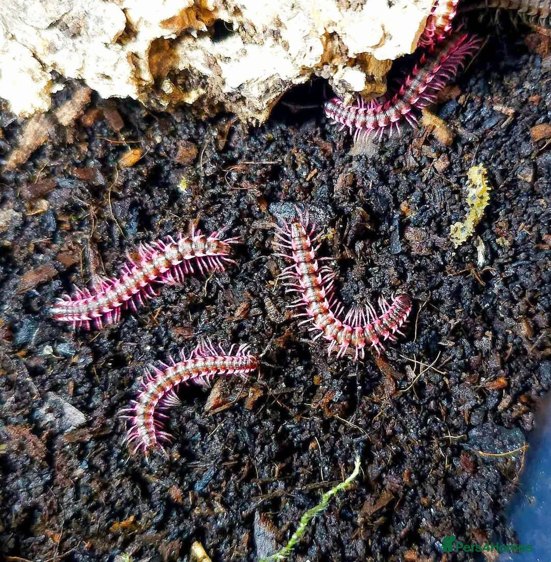Millipedes invertebrates for sale: Pink Dragon Millipedes For Sale - Advert 2