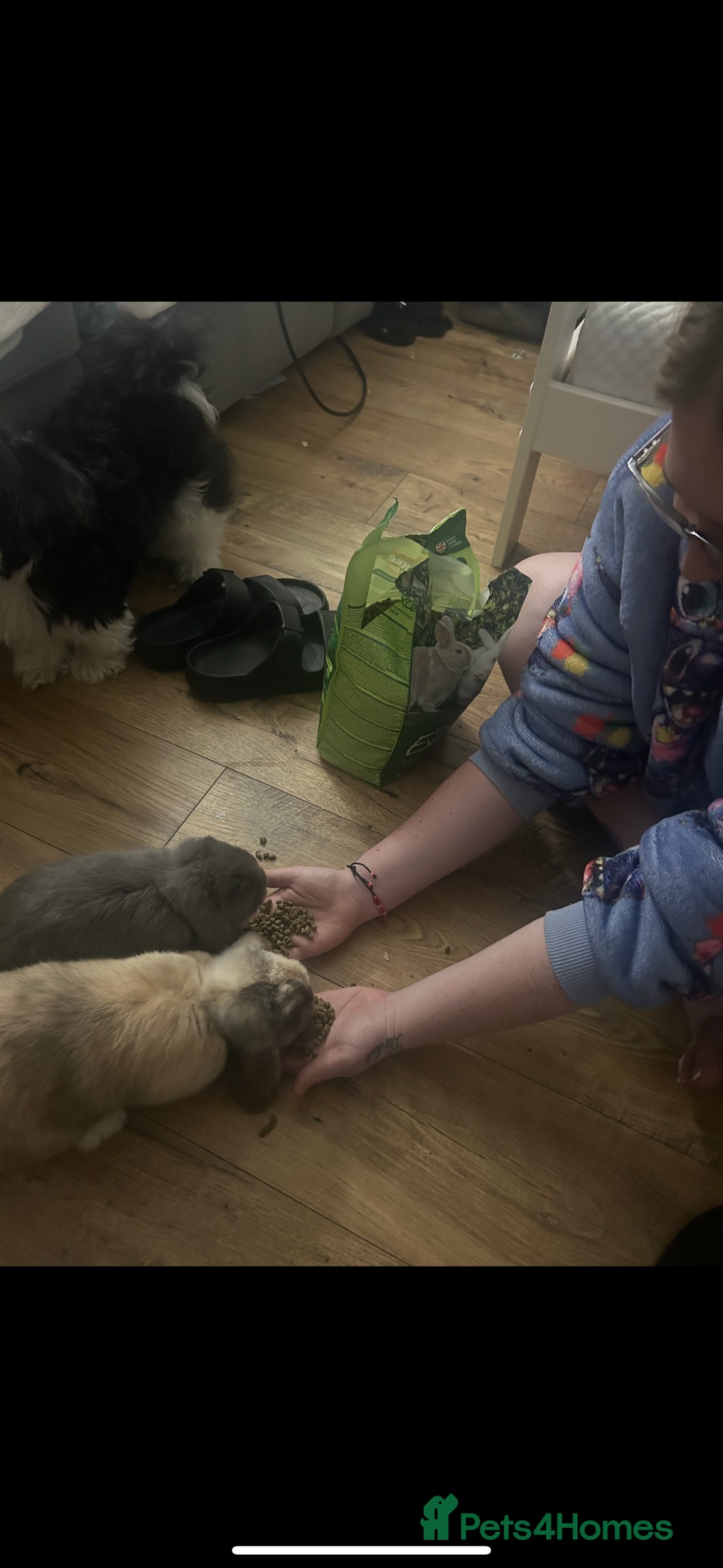 Mini Lop rabbits for sale: 2 rabbits for sale- female and male - Image 1