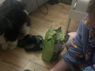 Mini Lop rabbits - Advert 19