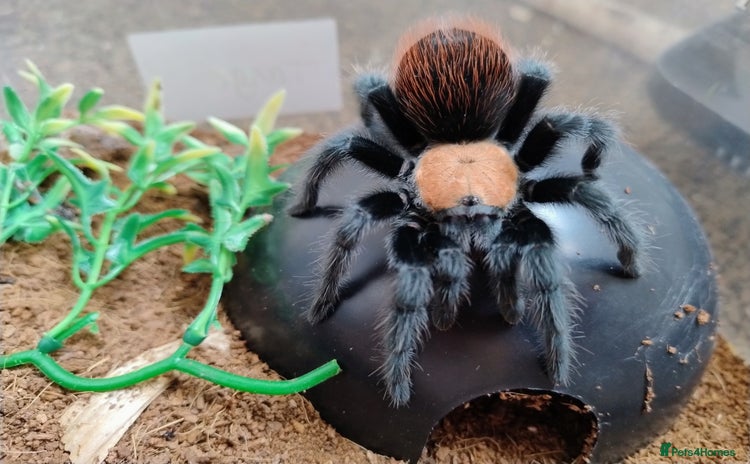 Spiders invertebrates - Advert 1