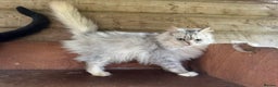 Mixed Breed cats for sale: Chinchilla cross British short haired  - Advert 3