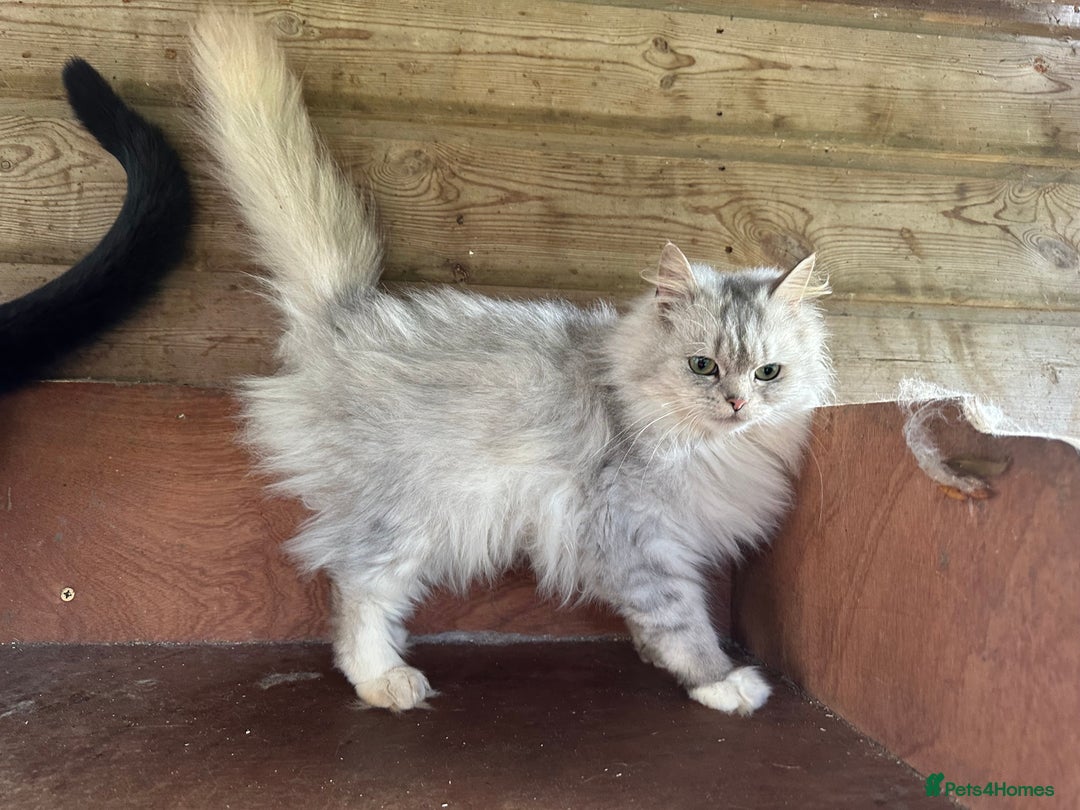 Mixed Breed cats for sale: Chinchilla cross British short haired  - Image 3