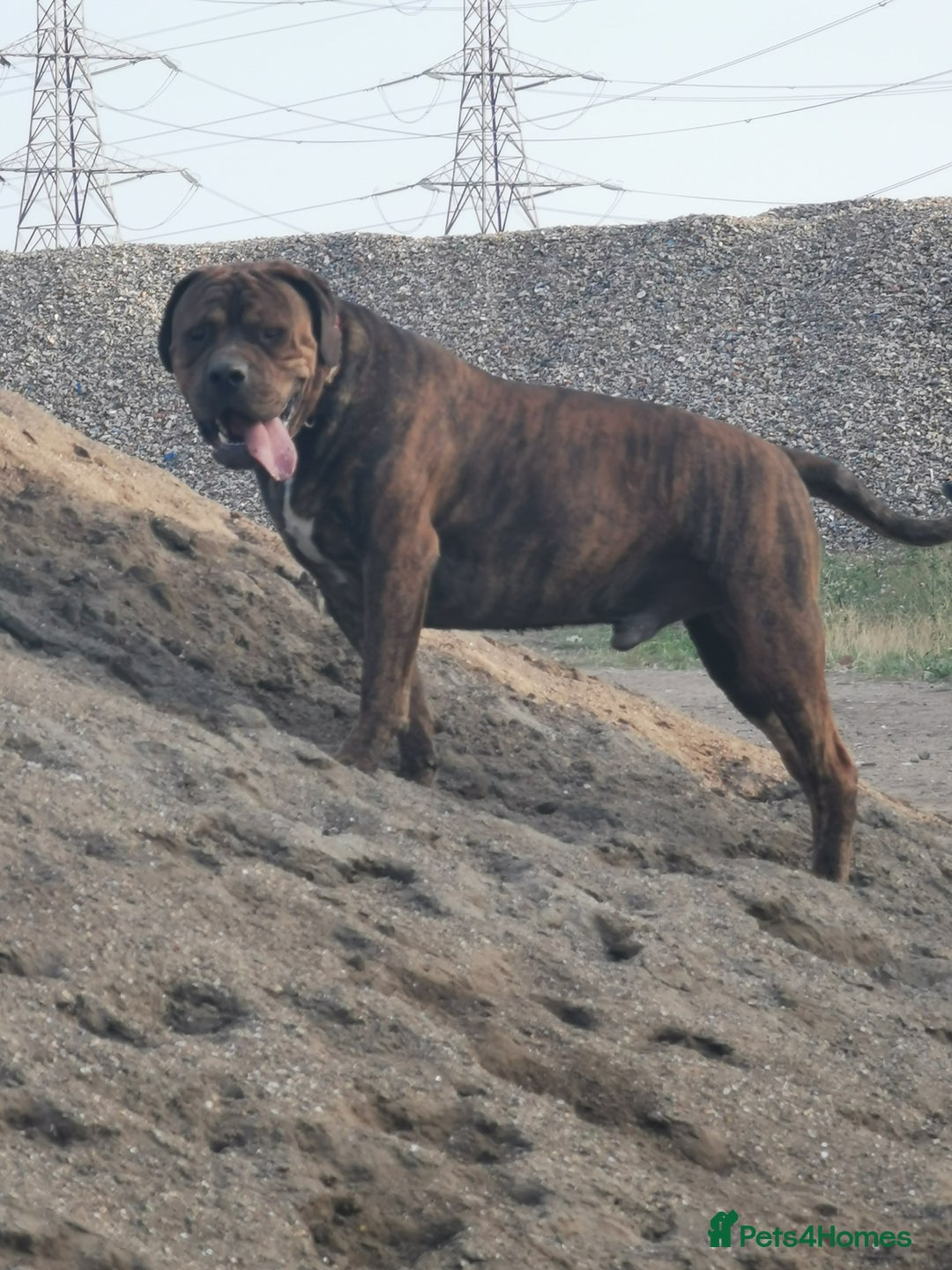 Mixed Breed dogs for sale: American bulldog mastiff cross puppies for sale - Advert 14