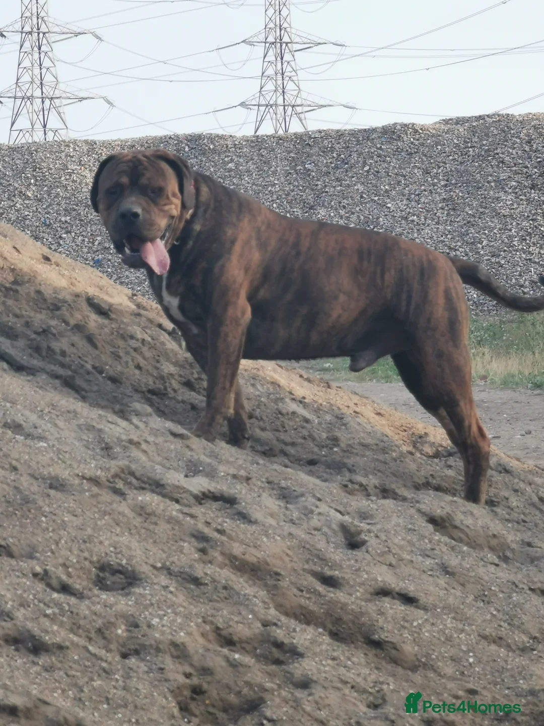 Mixed Breed dogs for sale: American bulldog mastiff cross puppies for sale - Advert 10