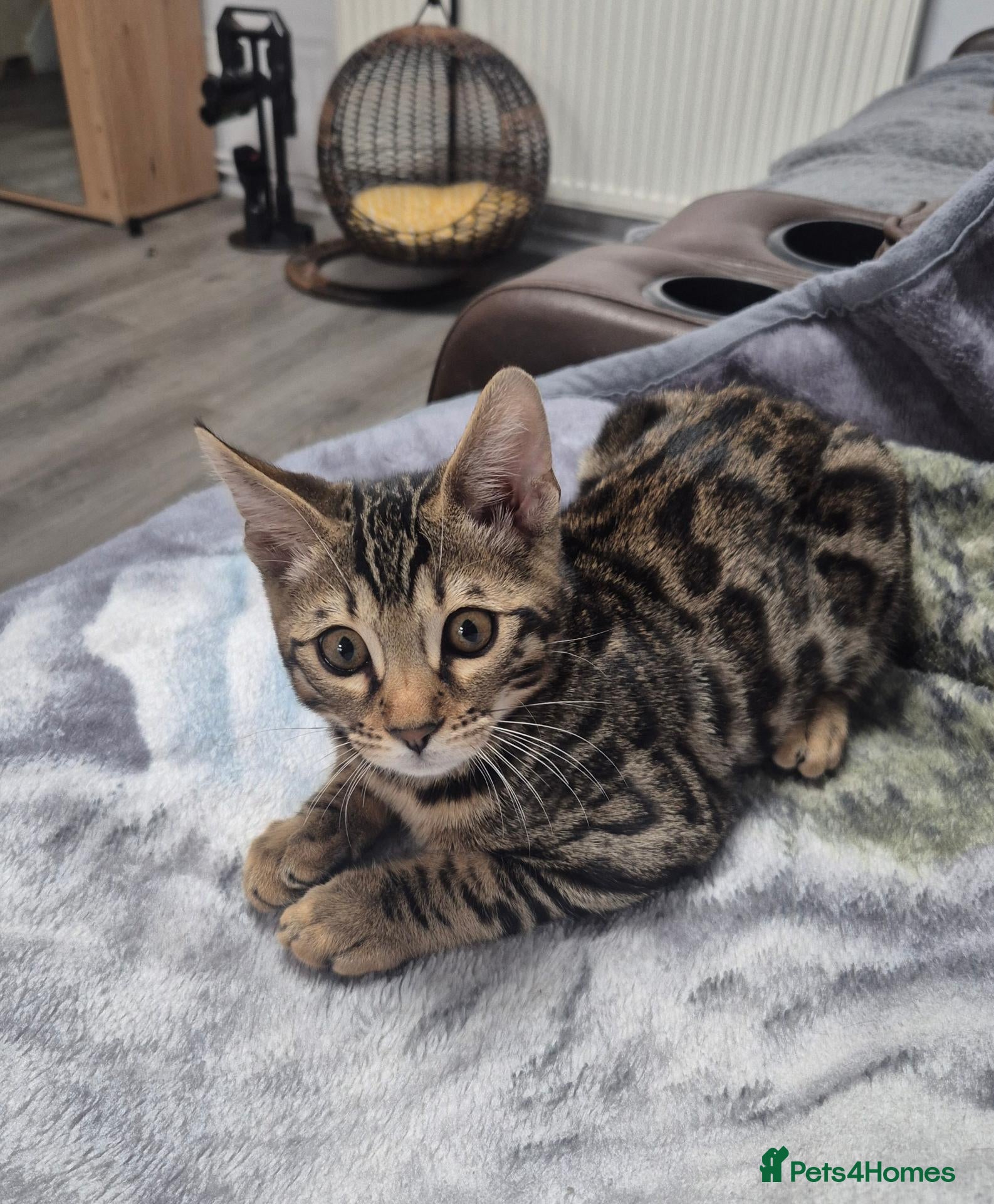 Bengal cats for sale: Last TICA Bengal Boy Left  Don’t Miss Out 🥰 - Advert 1