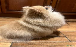 Pomeranian dogs for sale: 3 Stunning Poms - Image 14