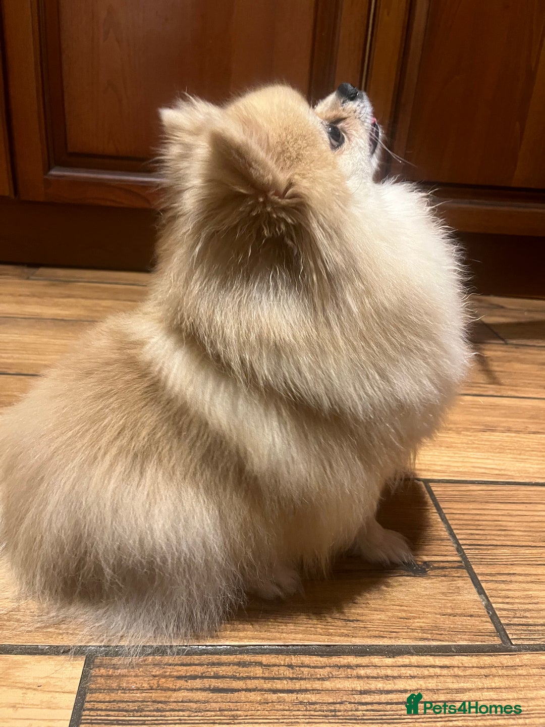 Pomeranian dogs for sale: 3 Stunning Poms - Image 14