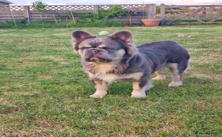 French Bulldog dogs - Advert 2