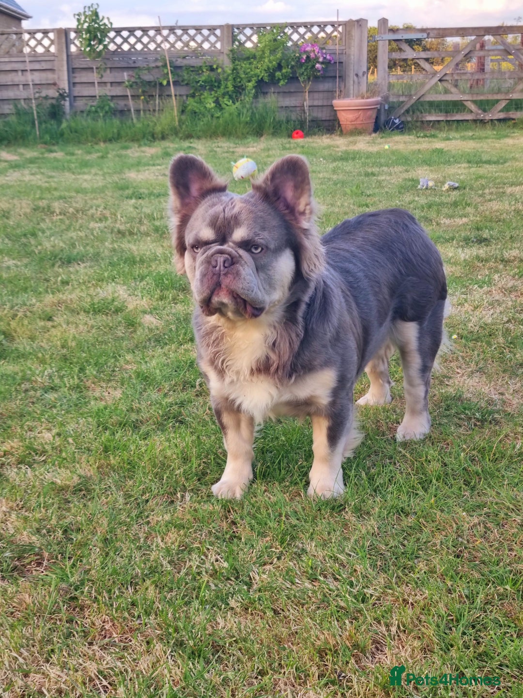 French Bulldog dogs for stud: Mr Fluffy son of Don Corleone  - Image 1