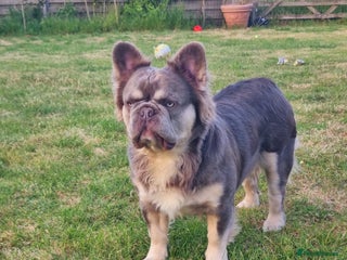 French Bulldog dogs Mr Fluffy son of Don Corleone - Advert 1