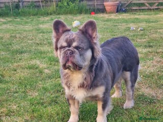 French Bulldog dogs Mr Fluffy son of Don Corleone - Advert 16