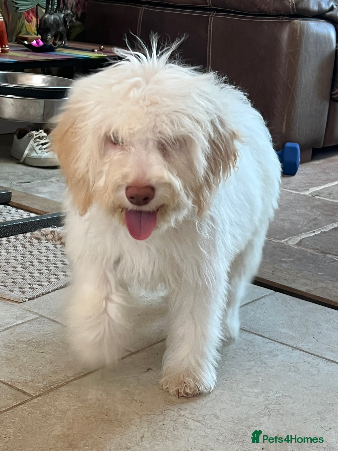 Lagotto Romagnolo dogs for sale: Quality lagotto pups - Advert 17