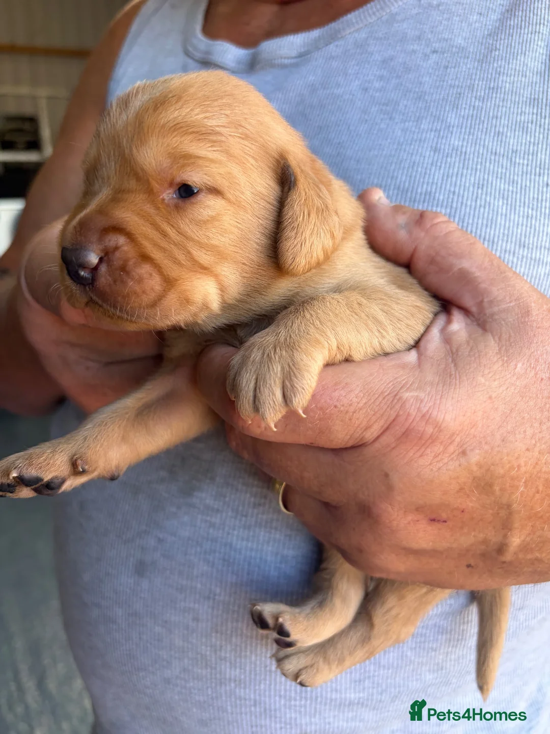 Labrador Retriever dogs for sale: Gorgeous Fox Red KC Reg Puppies  - Advert 15