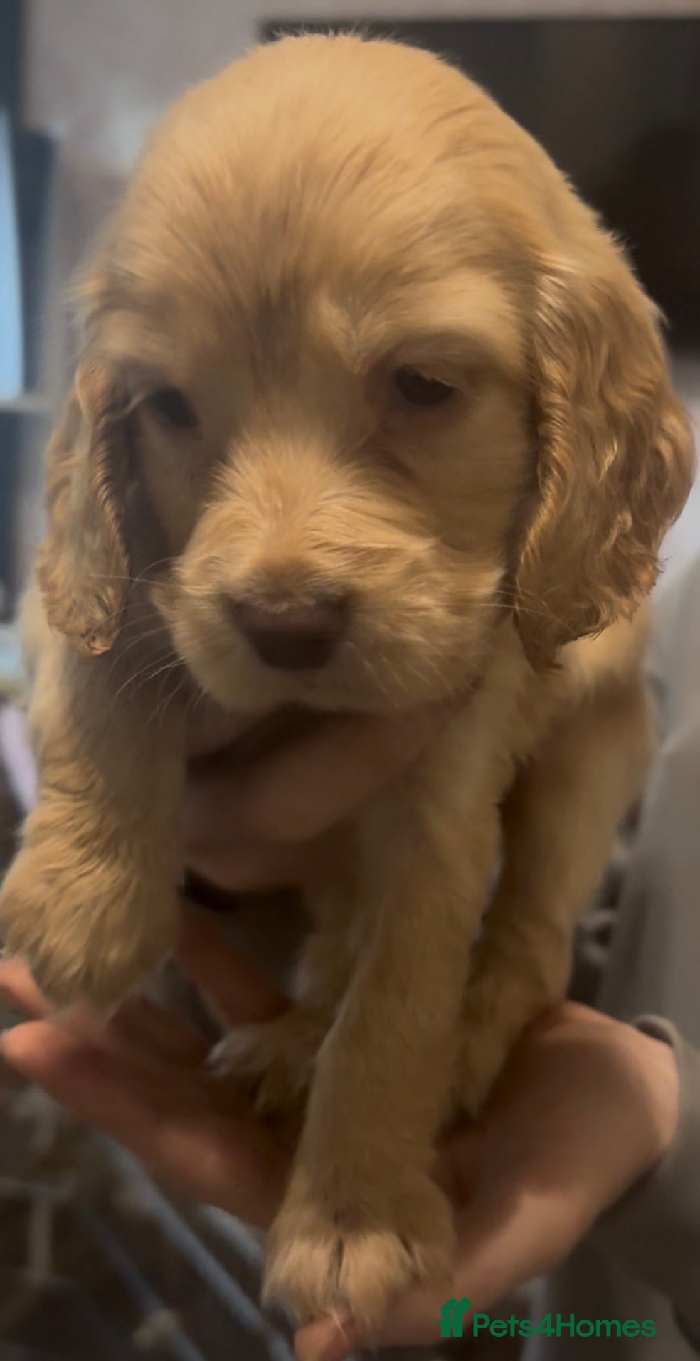 Cocker Spaniel dogs beautiful litter of chunky show cockerspaniel pups - Advert 1