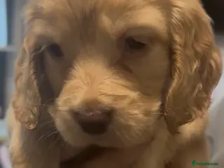 Cocker Spaniel dogs beautiful litter of chunky show cockerspaniel pups - Advert 1