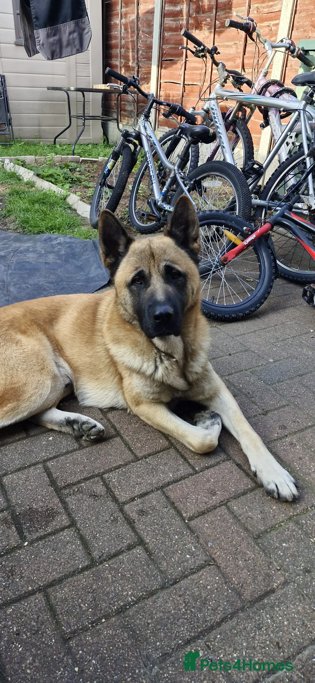 Mixed Breed dogs for stud: German shepherd mixed with Akita in London - Advert 1