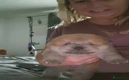 Chow Chow dogs for sale: Chow chow puppies - Image 15