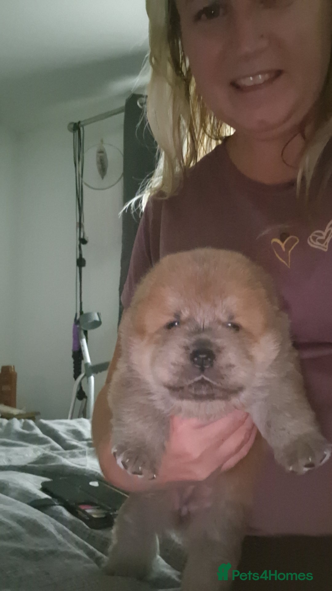 Chow Chow dogs for sale: Chow chow puppies - Image 15