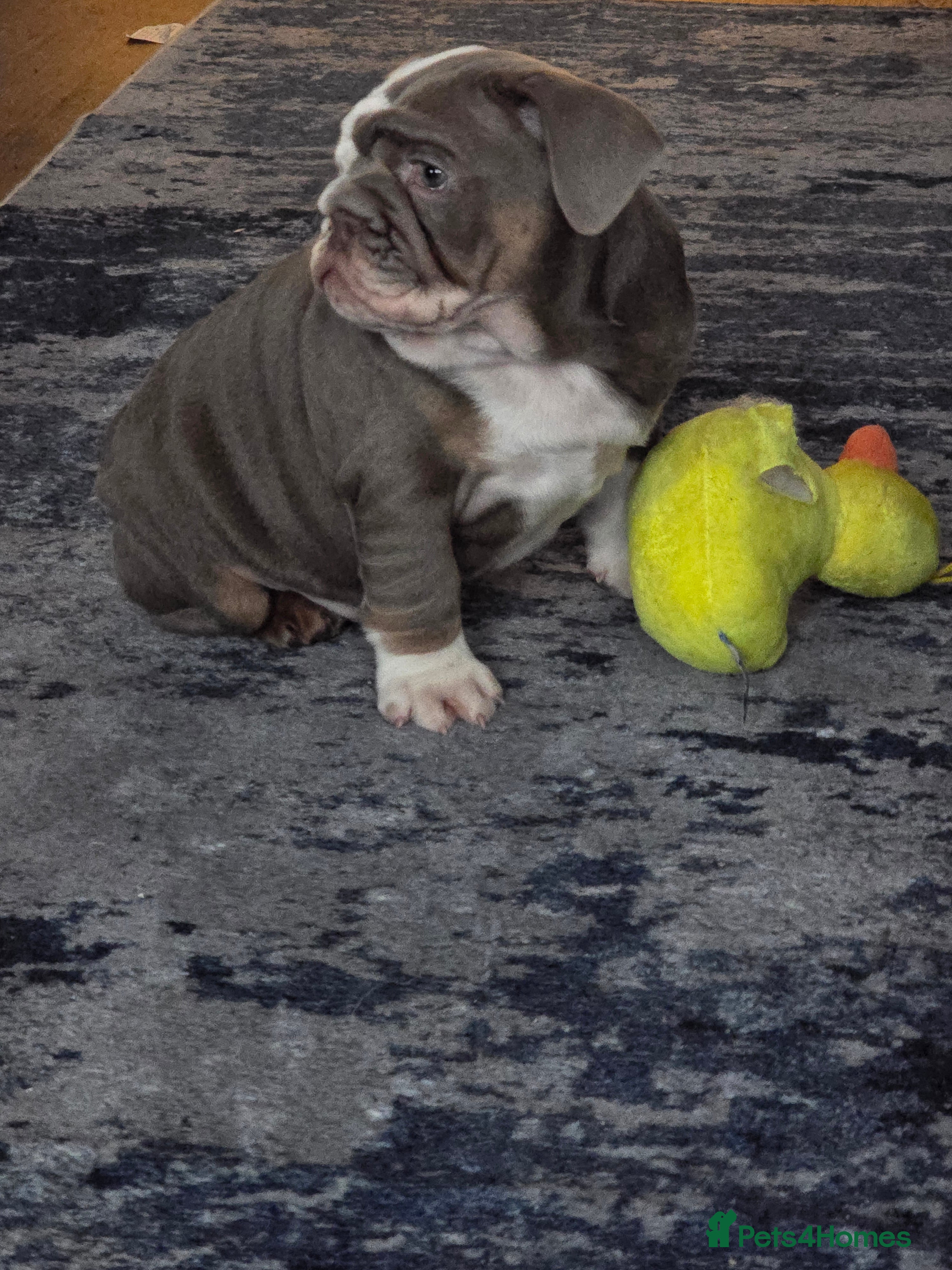 English Bulldog dogs English bulldog girl ready now - Advert 20