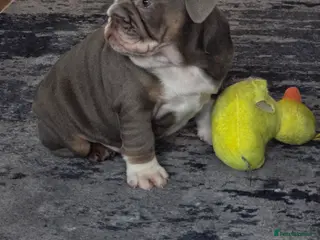 English Bulldog dogs English bulldog girl ready now - Advert 20