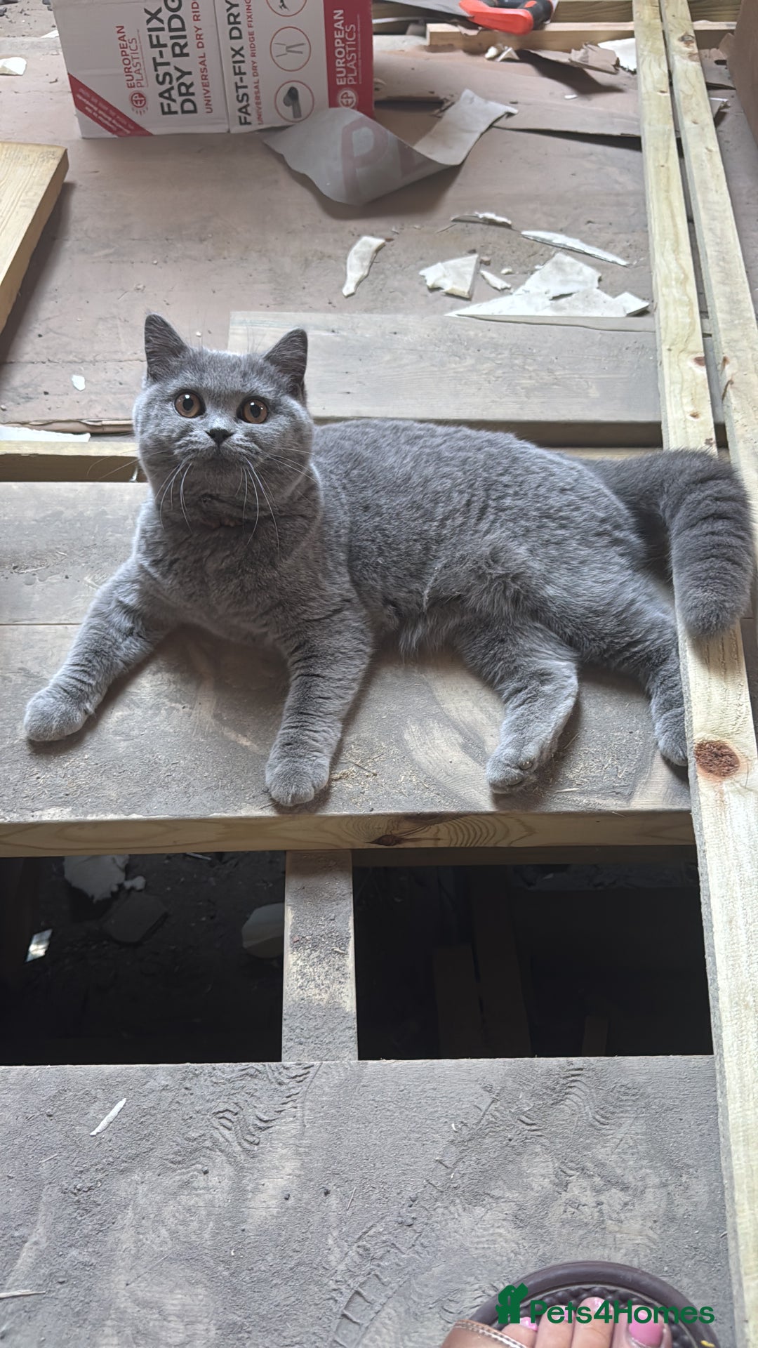 British Shorthair cats for sale: British Shorthair cat  - Image 9