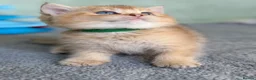 British Shorthair cats for sale: British sh odd/blue eyed adorable kittens GCCF  - Advert 31