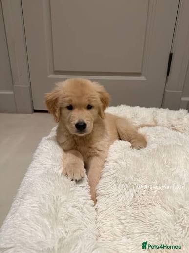 Golden Retriever dogs Beautiful Golden Retriever Puppy - Advert 3