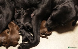 Labrador Retriever dogs for sale: Labrador puppies 2 male black KC reg - Image 13